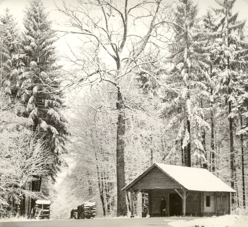 Gerlinger Wald – Blockhaus am Großen Stern